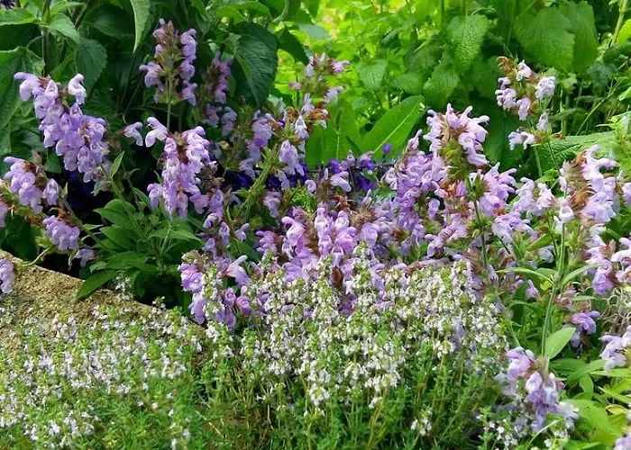 Villa La Dehesa De Campoviejo *